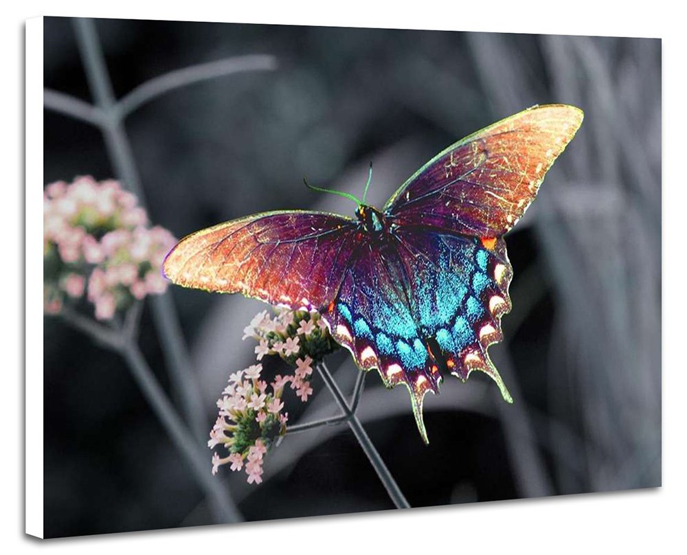 Amazon.co.jp: 美しいカラフルな蝶 動物の写真 壁掛け式の装飾画 印刷